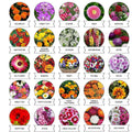 20-in-1 flower seed variety pack for diverse garden plantings