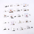Rainbow bloom flower seeds set for bright garden colors
